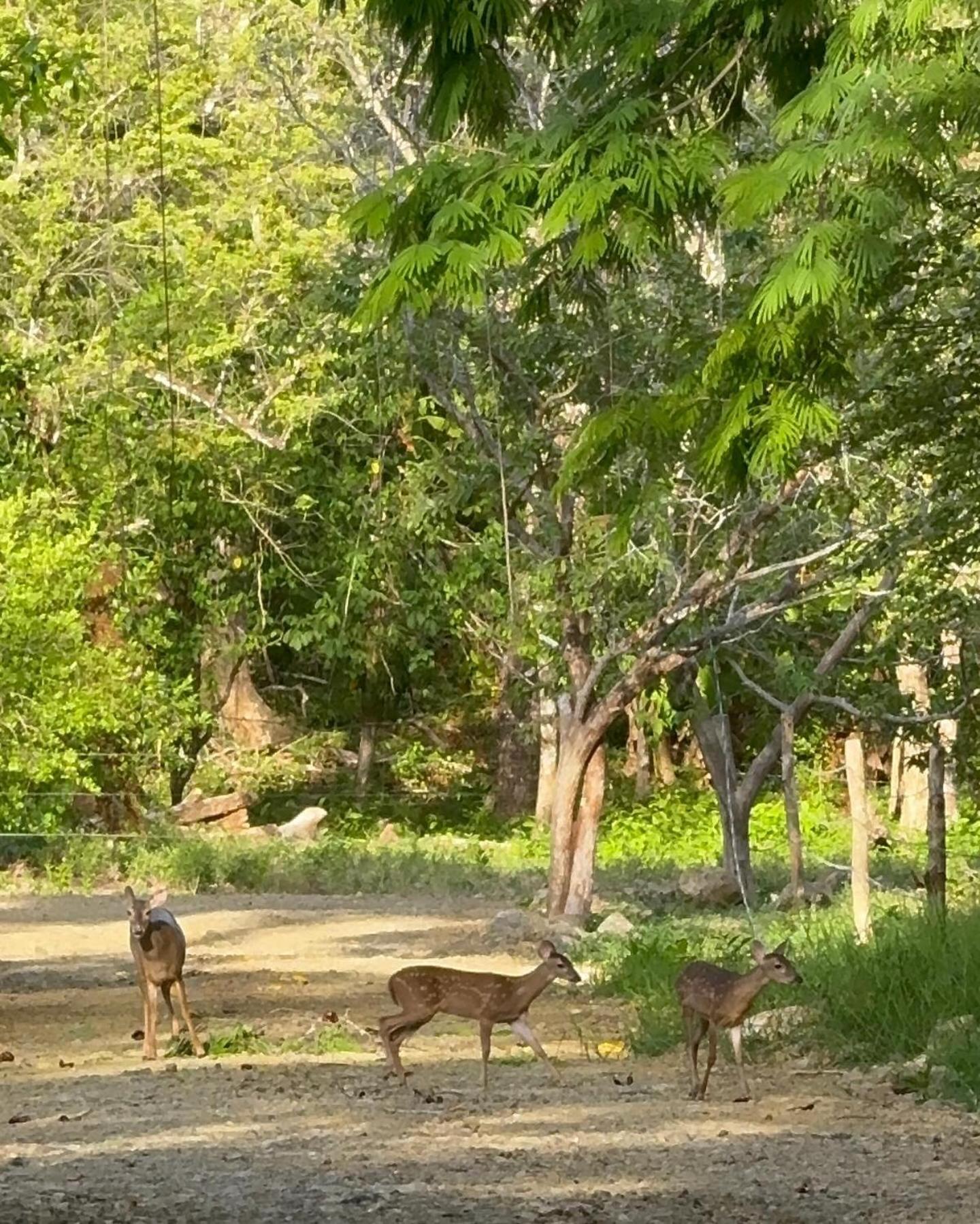 Deer House Cabuya Apartment *